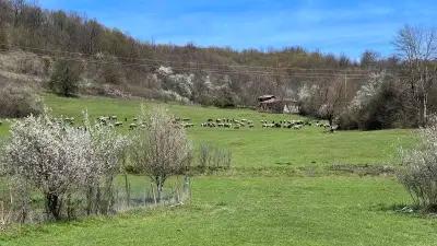 Къщата на светулките