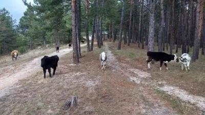 Параклис „Свети Георги Победоносец“