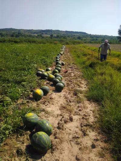 Плодове и зеленчуци - "Бат Стефко"