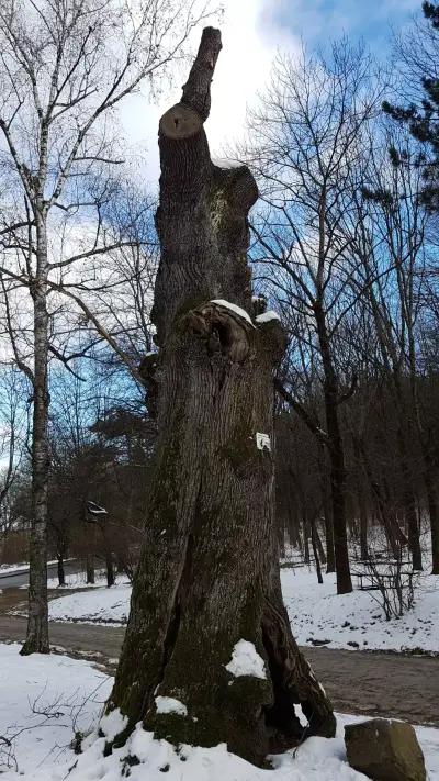 Парк Княжево