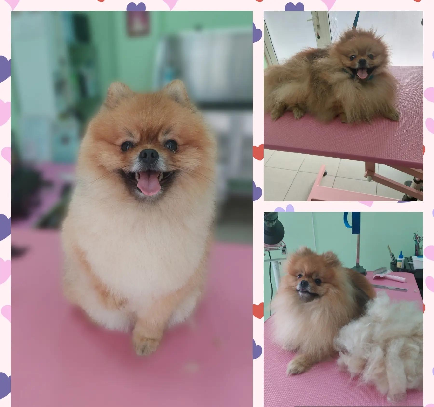 Grooming salon Shine paws