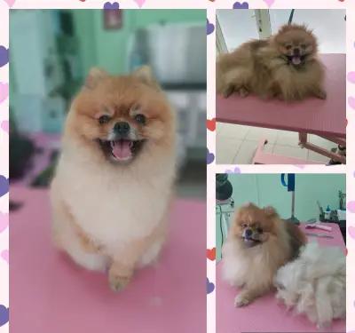 Grooming salon Shine paws