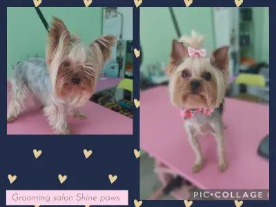 Grooming salon Shine paws