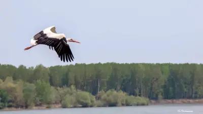 ДУНАВСКИ БРЯГ