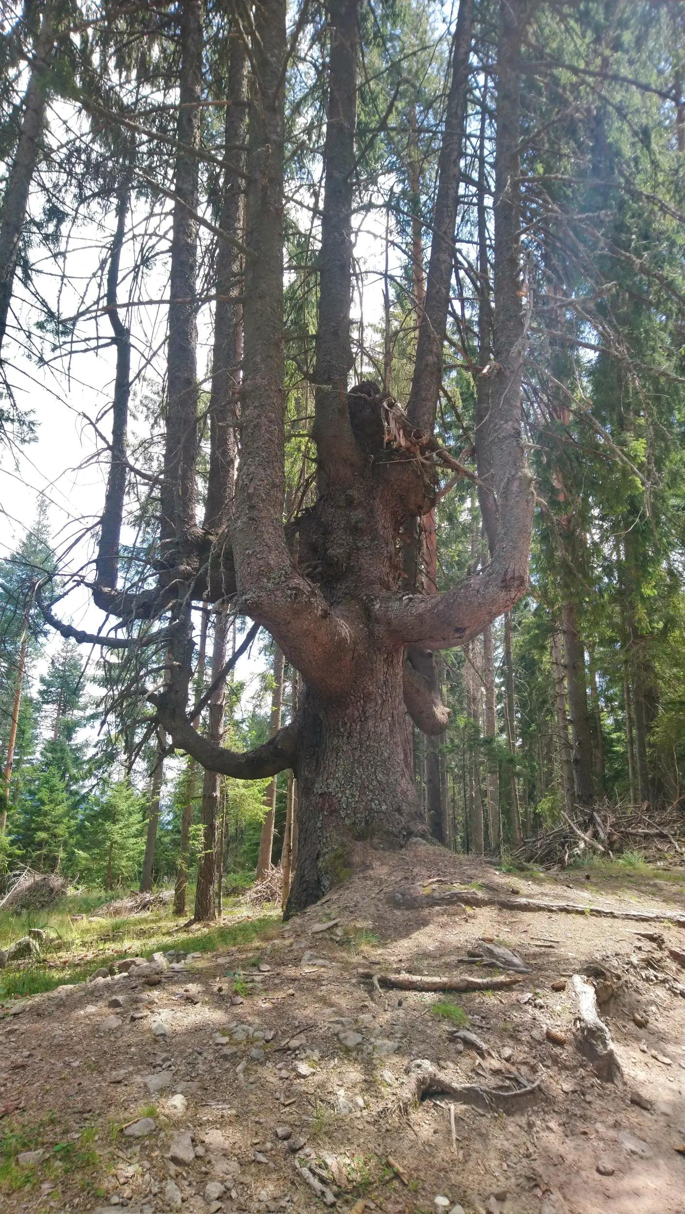 Червената скала