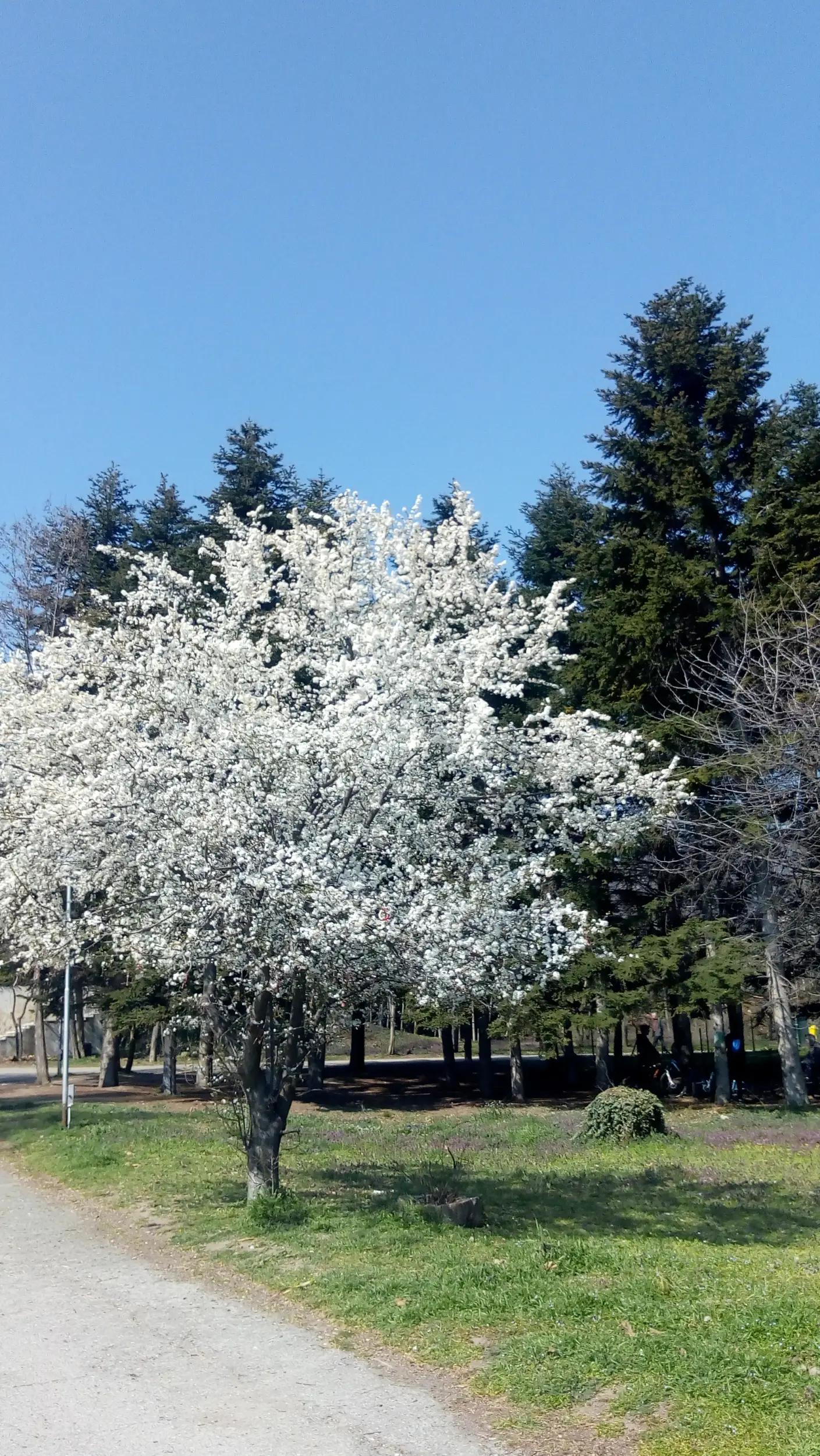 Park Alenoriya