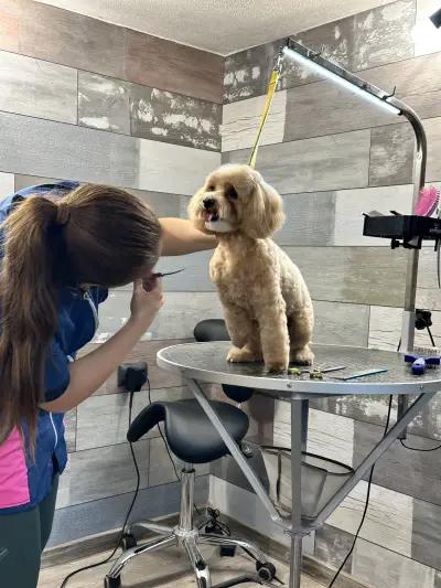 Pet Barber