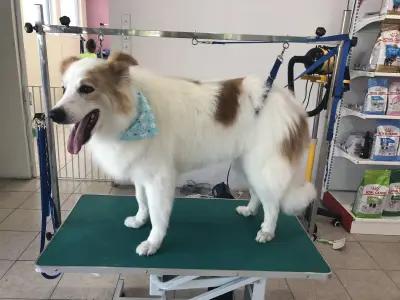 Happy Puppies Grooming- салон за подстригване на кучета