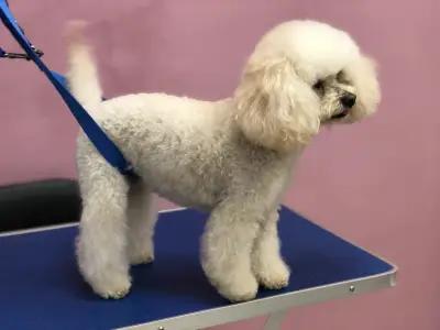 Happy Puppies Grooming- салон за подстригване на кучета