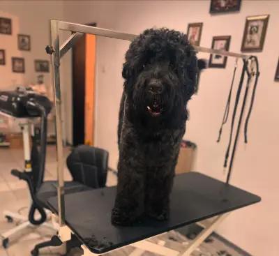 Dog Grooming Spa salon