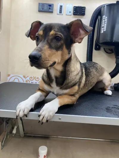 Paw-Paw Grooming Salon On Wheels