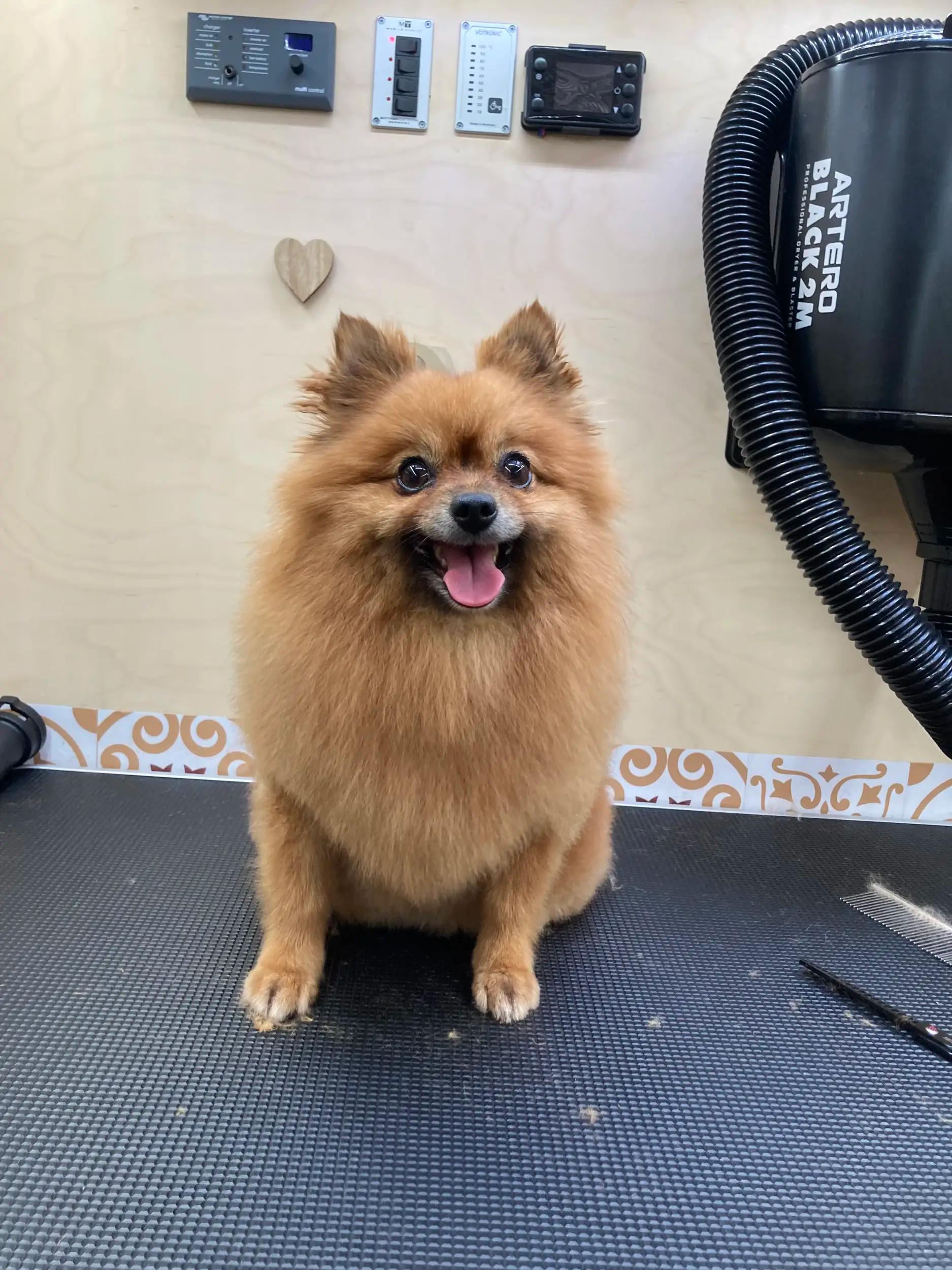 Paw-Paw Grooming Salon On Wheels