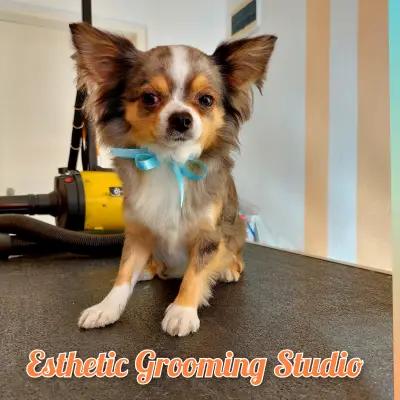 Esthetic Grooming Studio / Естетик - Салон за домашни любимци