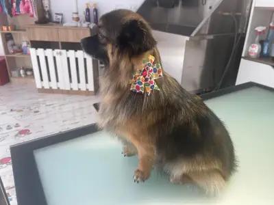 Grooming Salon FOUR PAWS | Цялостен Груминг за кучета, Подстригване, Къпане, Сресване Бургас