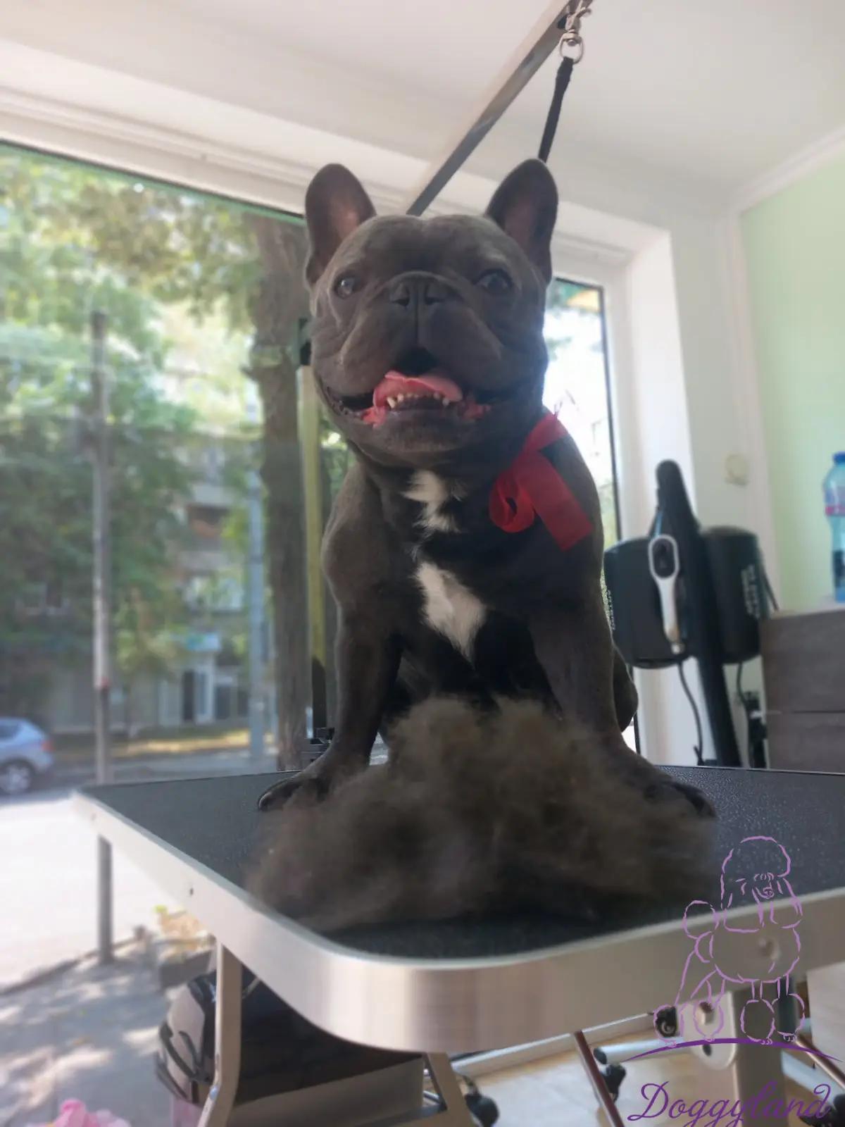 Груминг студио Догиланд/ Grooming studio Doggyland Груминг Бургас