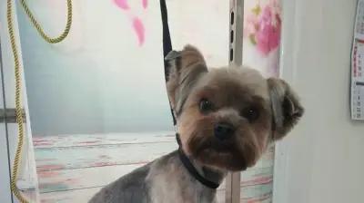 Салон за домашни любимци, Pet Grooming RP , подстригване на кучета и котки