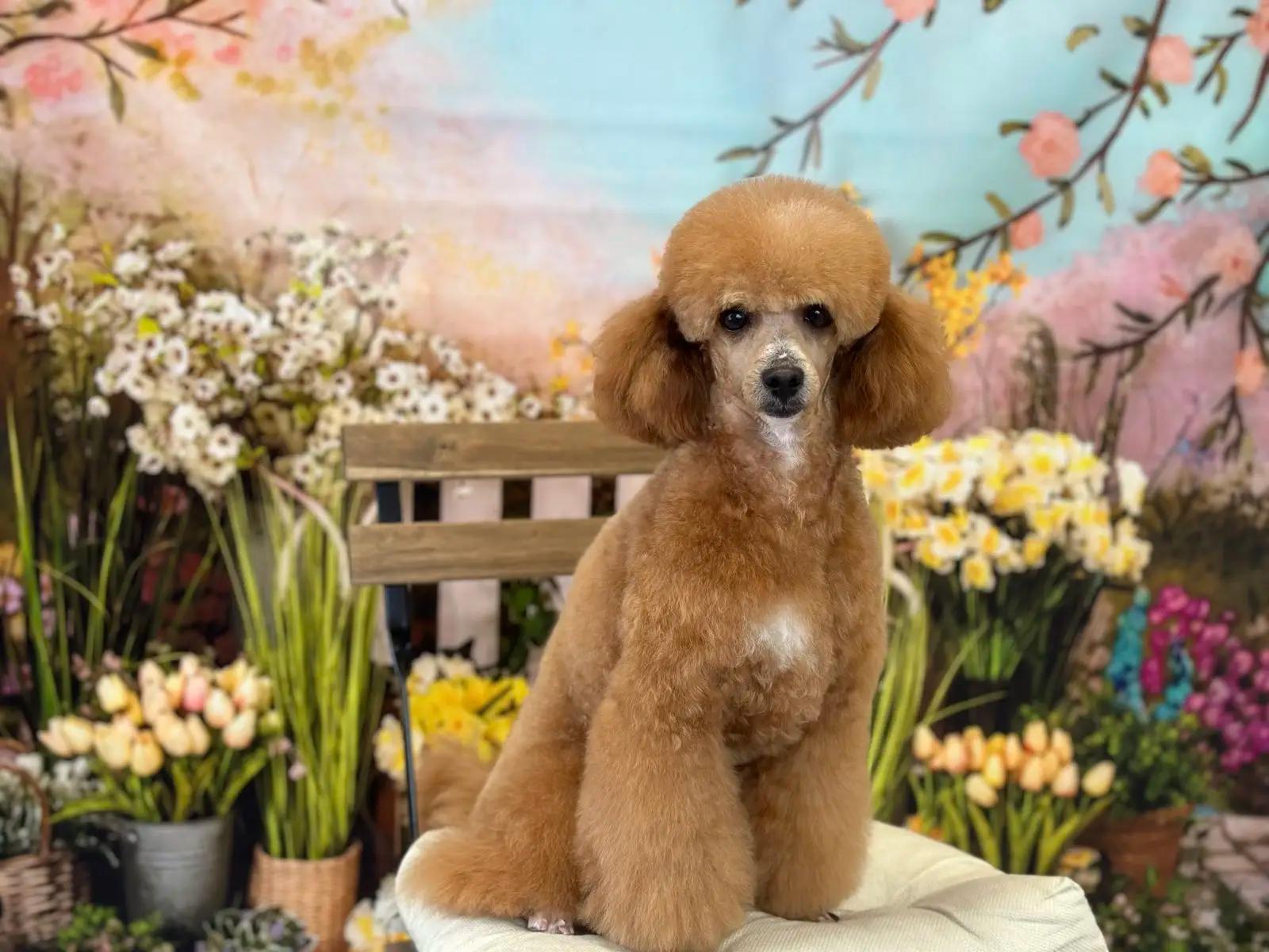 Груминг Салон - "Bubbles Dog Grooming"