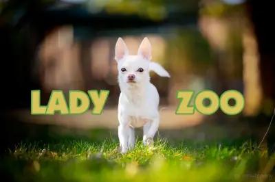 Груминг Lady Zoo І Подстригване І Къпане І Сушене І Почистване на уши І Рязане на нокти