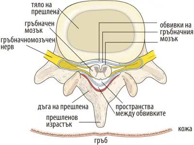 MTBIOMYS Мануална терапия