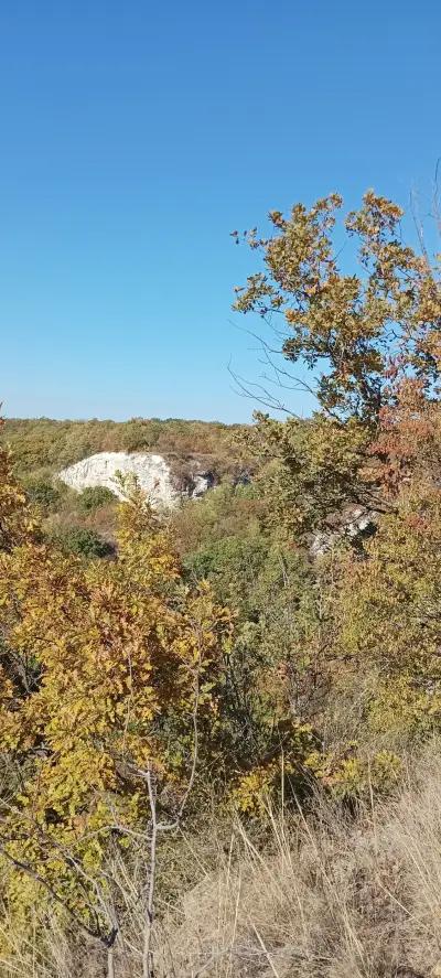 В гората до морето