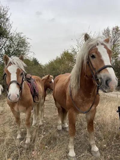 Конна езда Sky VEKT Ranch