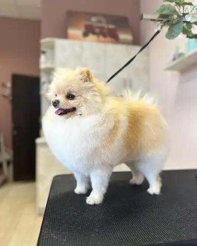 Grooming Studio Dog Place