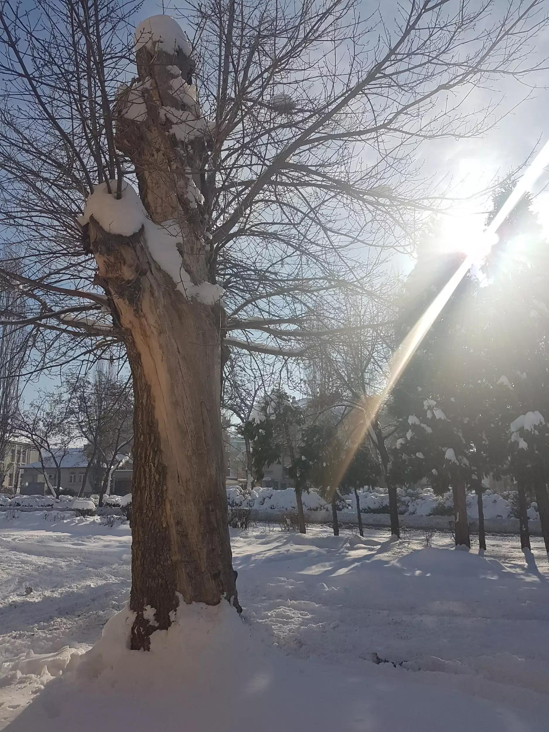 Каммартон България ЕООД