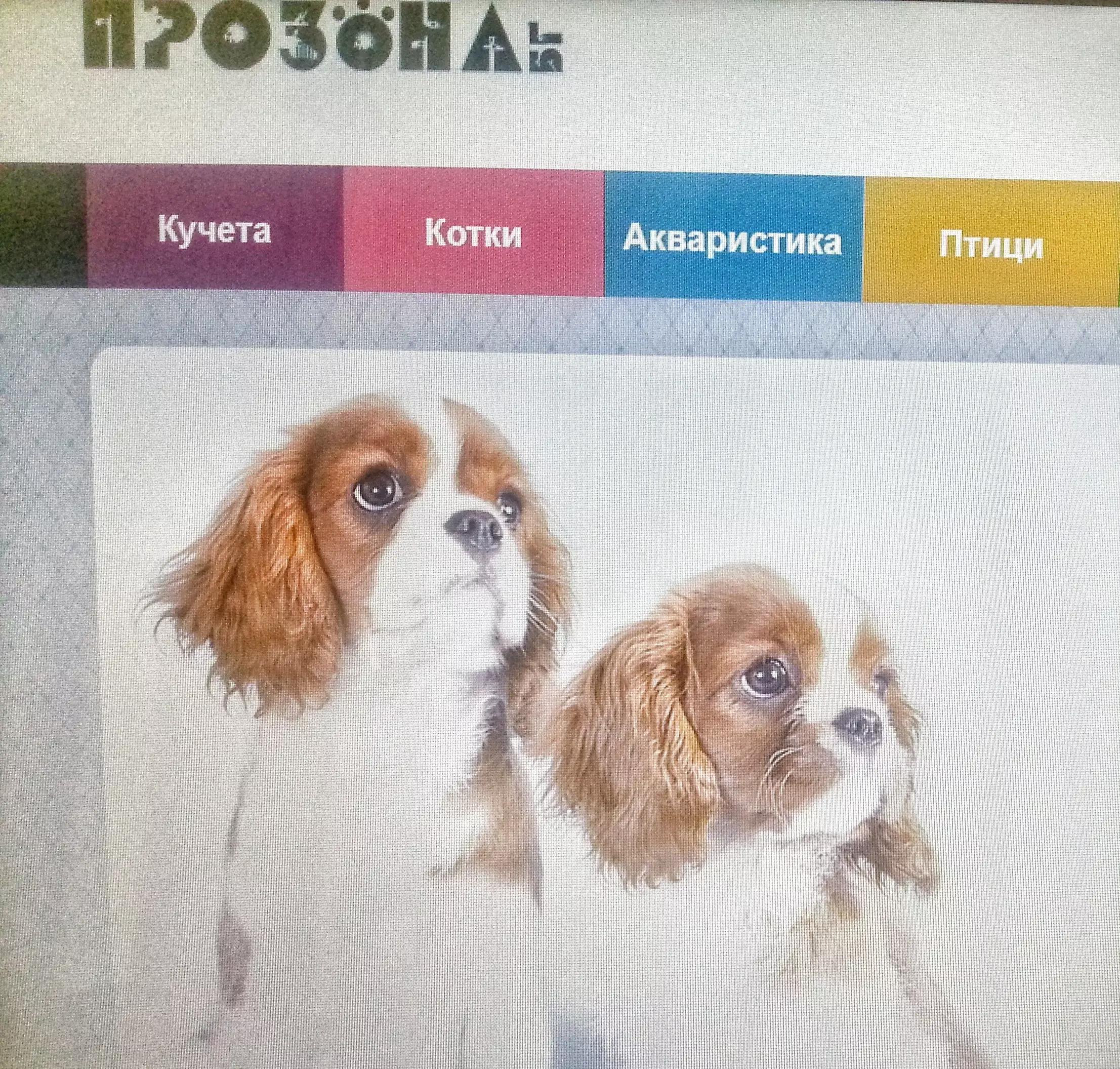 Зоомагазин\Pet store