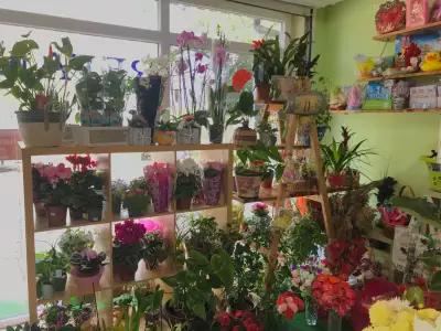 Beauty - Flowers & Souvenirs Shop