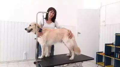 Milena Pet Grooming