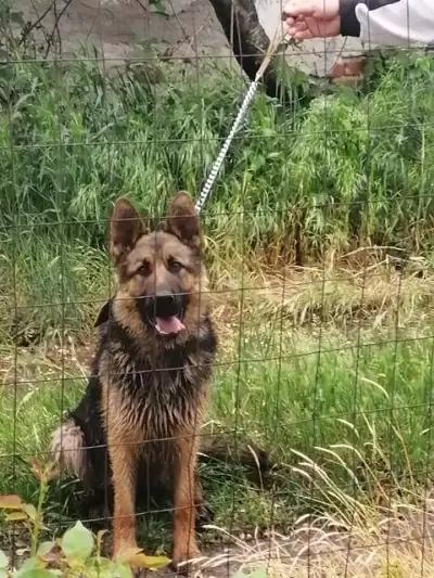 Veterinarian Clinic Ветеринарен Лекар На Адрес