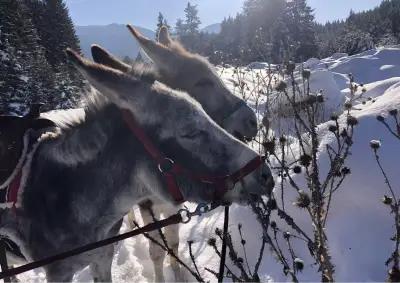 Щастливи магарета