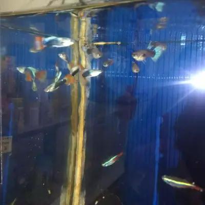 Зоомагазин Aquarium & Pet