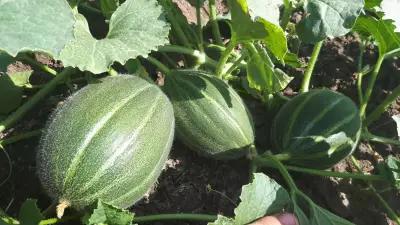 Puffy-fruit and vegetables