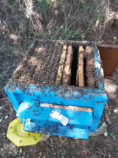 Popovi Beekeepers "Father & Son"