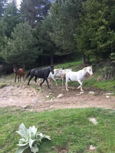 Horse Riding Smolyan - Конна езда Смолян