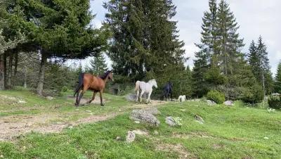 Horse Riding Smolyan - Конна езда Смолян