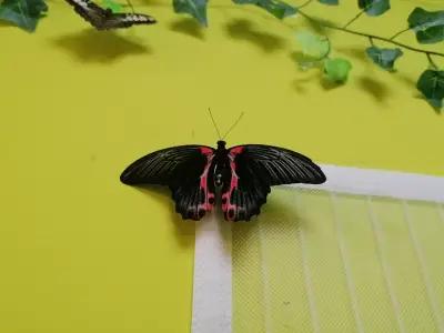 Butterfly House Varna