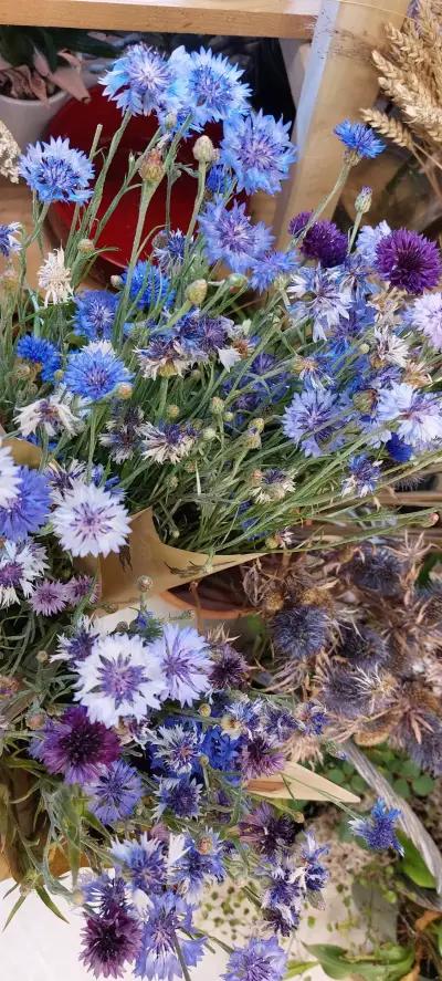 Flower Shop Lavender