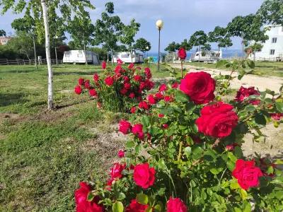 Camping "Sea Dreams"/Къмпинг"Морски Мечти"