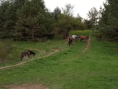 Happy Horses Estate