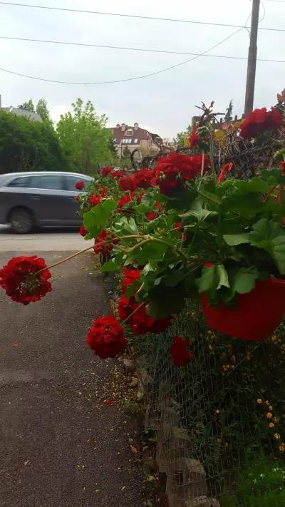 Pasiflori FLOWERS