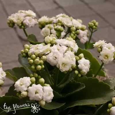 Магазин за цветя Top Flowers.com