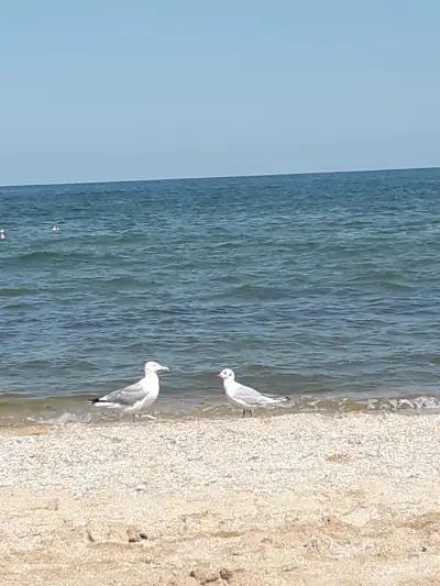 Бакалия село Загоре