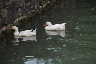 Старата воденица