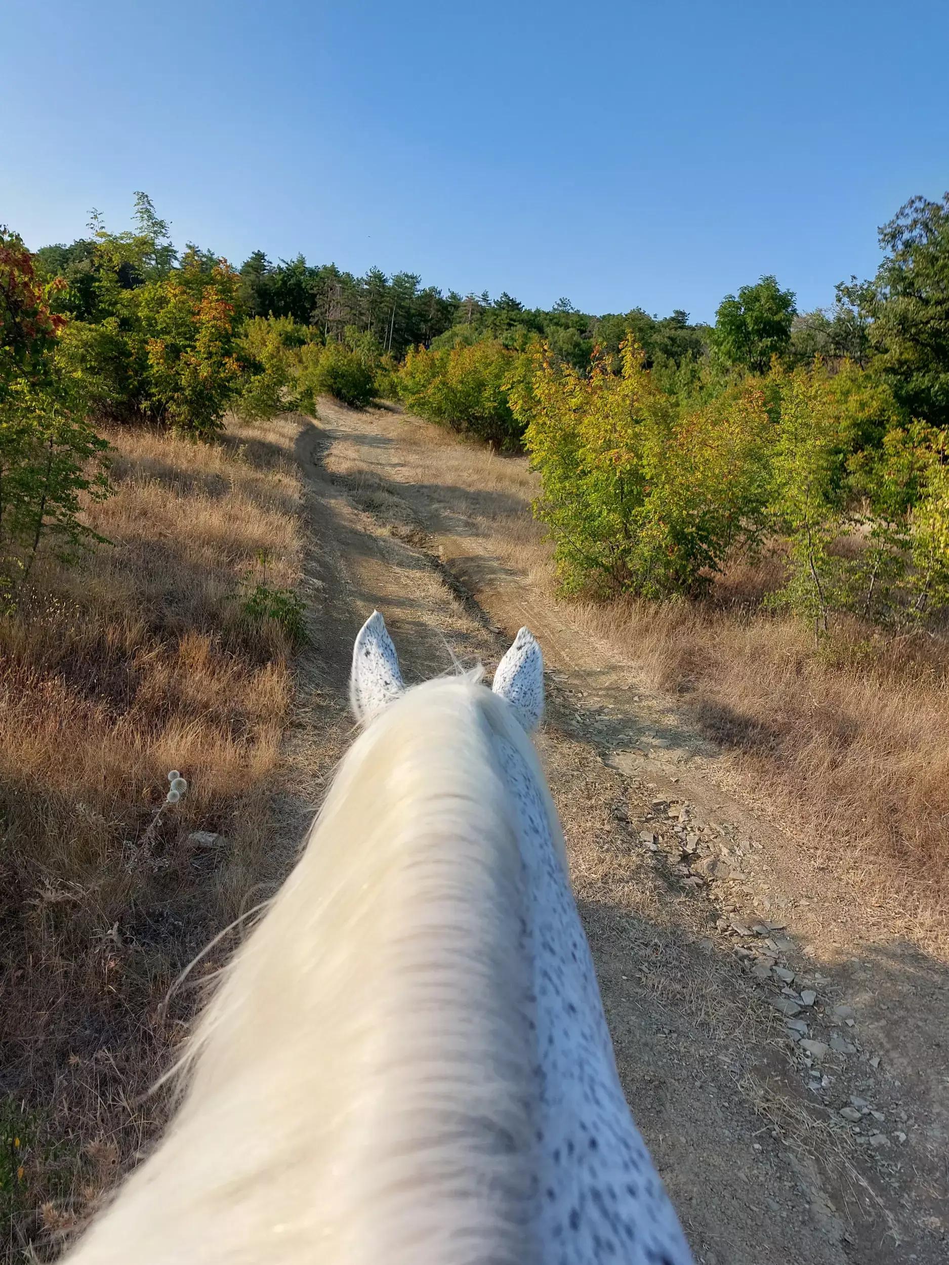 Horse riding Sunny Beach