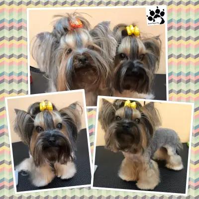 Grooming Studio & Boutique Doggy Dog / Груминг студио & Бутик Доги Дог