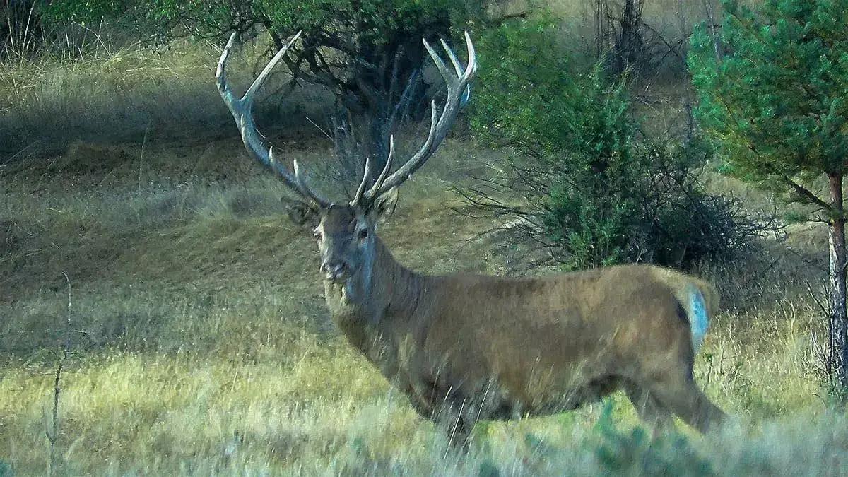 Hunting in Bulgaria and worldwide