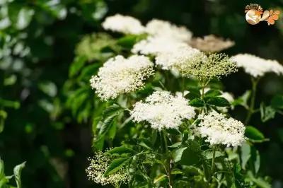 Бъзовата фабрика / Elderberry factory Bulgaria