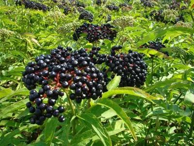 Бъзовата фабрика / Elderberry factory Bulgaria